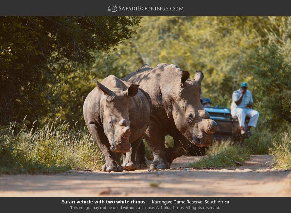 Safari vehicle with two white rhinos in Karongwe Private Game Reserve, South Africa
